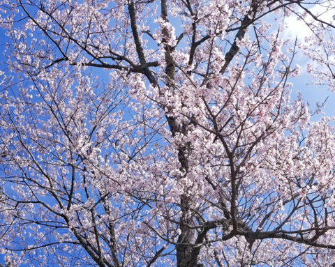 4月 伊勢の桜.png